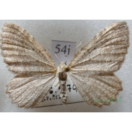 Philereme vetulata (Denis & Schiffermüller, 1775) female Paśnik kłębiniec Czech54j